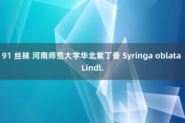 91 丝袜 河南师范大学华北紫丁香 Syringa oblata Lindl.